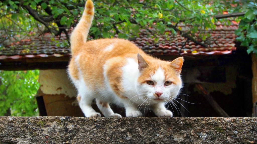 alert cat with raised tail