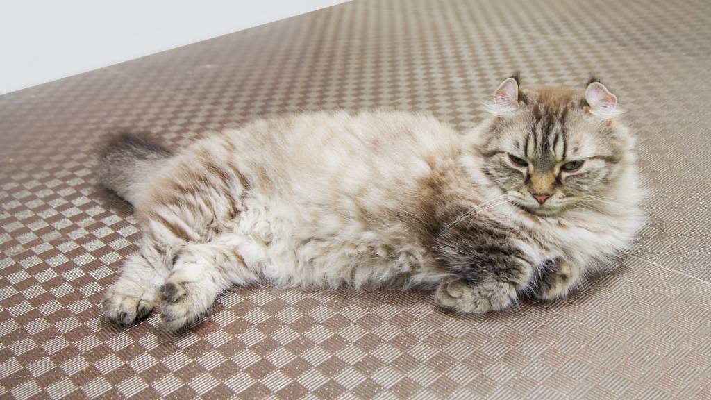 american curl resting on couch