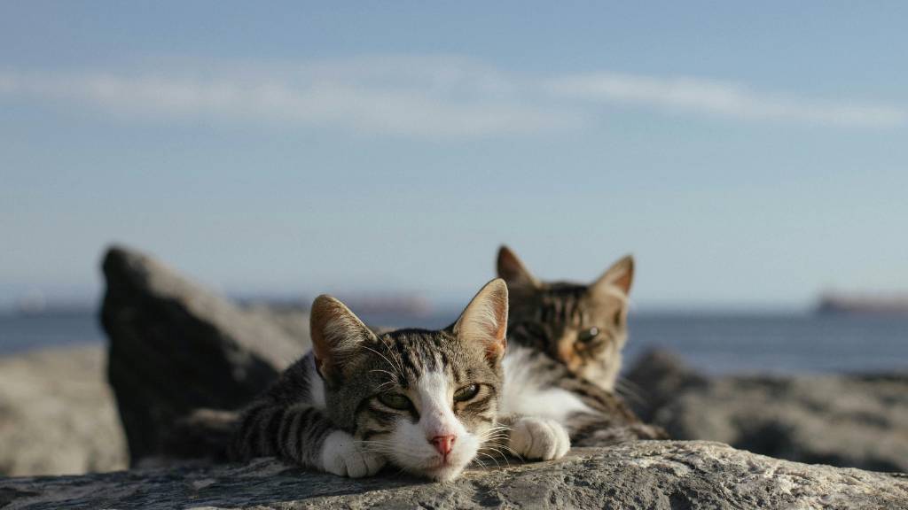 twin cat names for beach cats