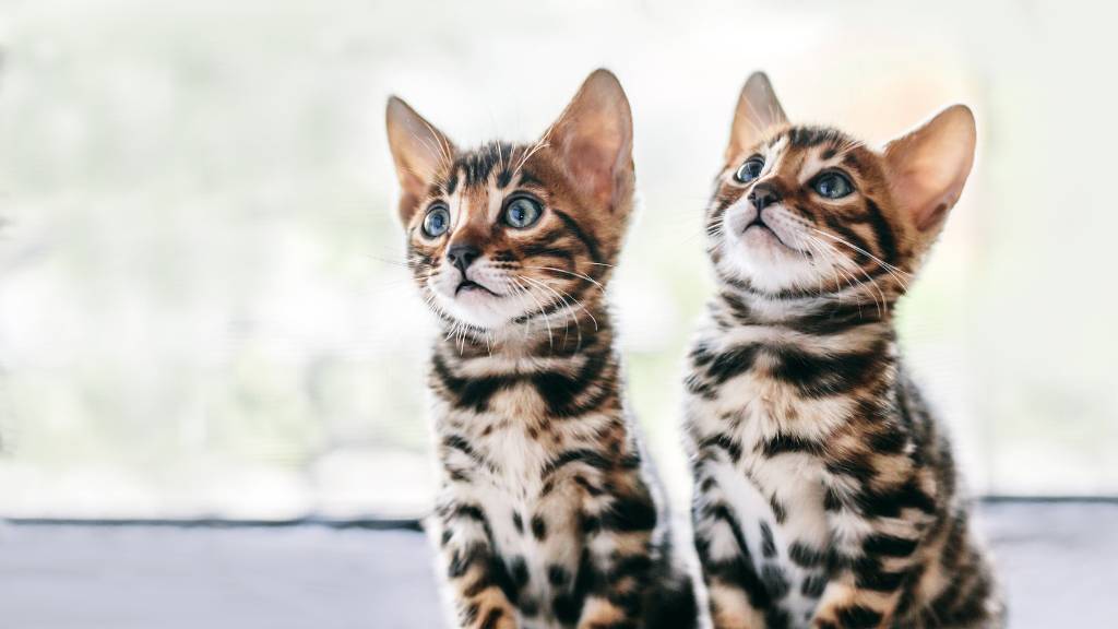 twin cat names for matching bengal kittens
