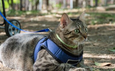 Best Cat Harness for Safe and Comfy Walks