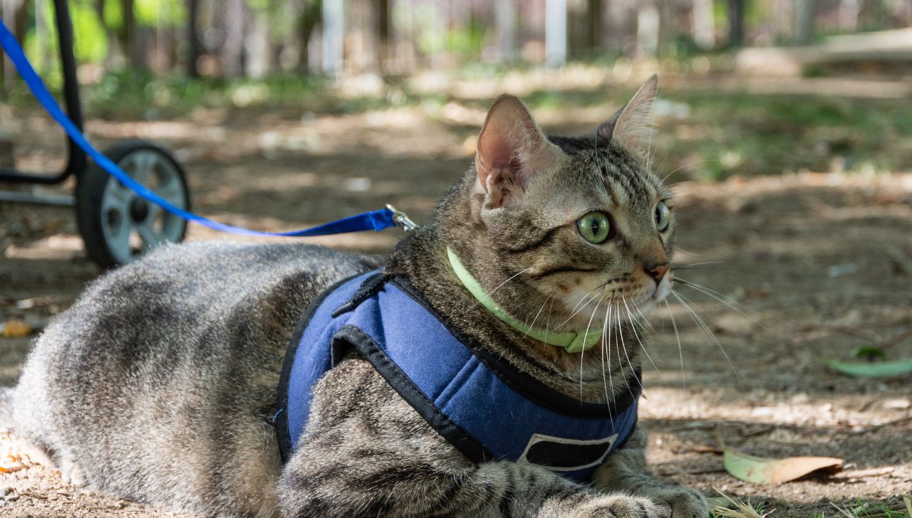 best cat harness review