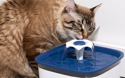 7 Best Cat Water Fountain Picks