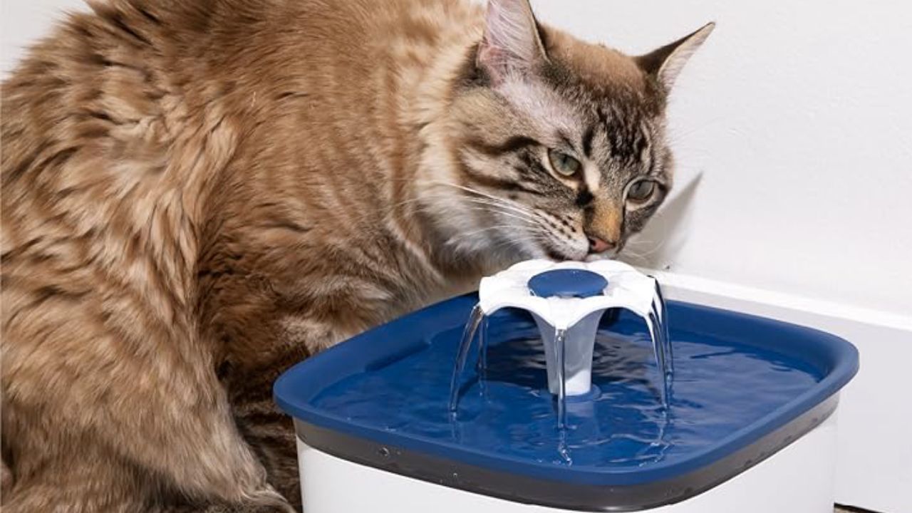 best cat water fountain