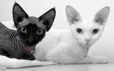 Twin Cat Names to Match Your Cats’ Unique Spirit