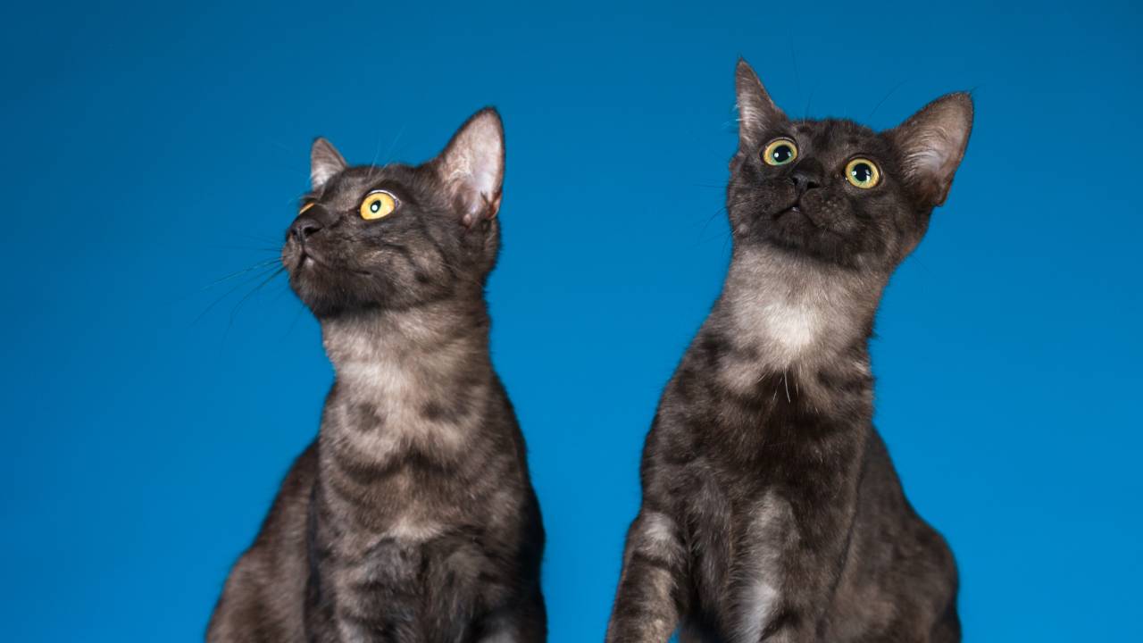 black twin cats