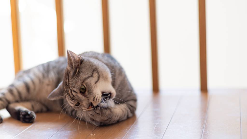 cat biting own paw on floor