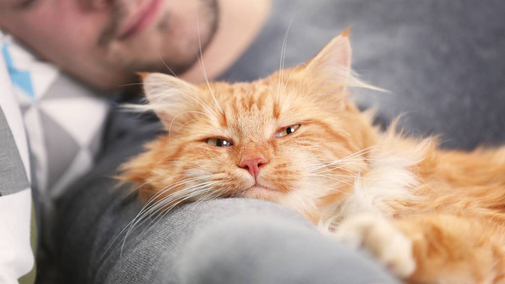 cat enjoying cuddle