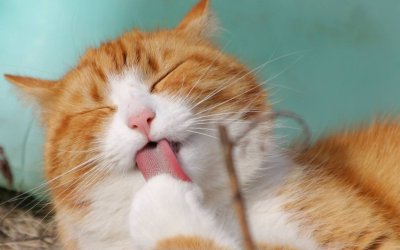 Why Does My Cat Bite Me? Vet-Backed Answers Inside