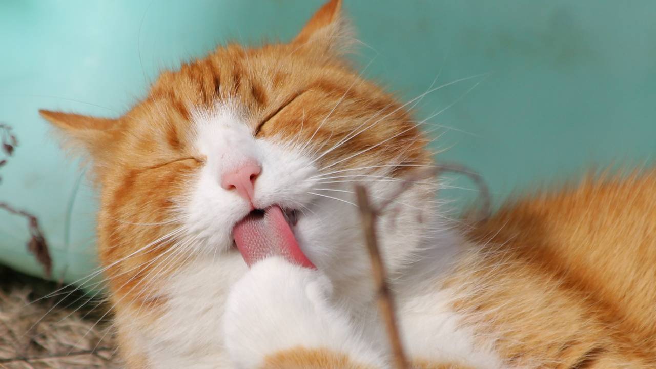 cat grooming paw calmly