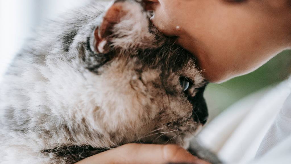 cat kissed on head
