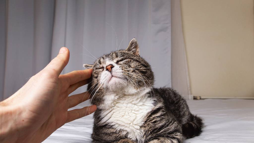 cat leaning into touch