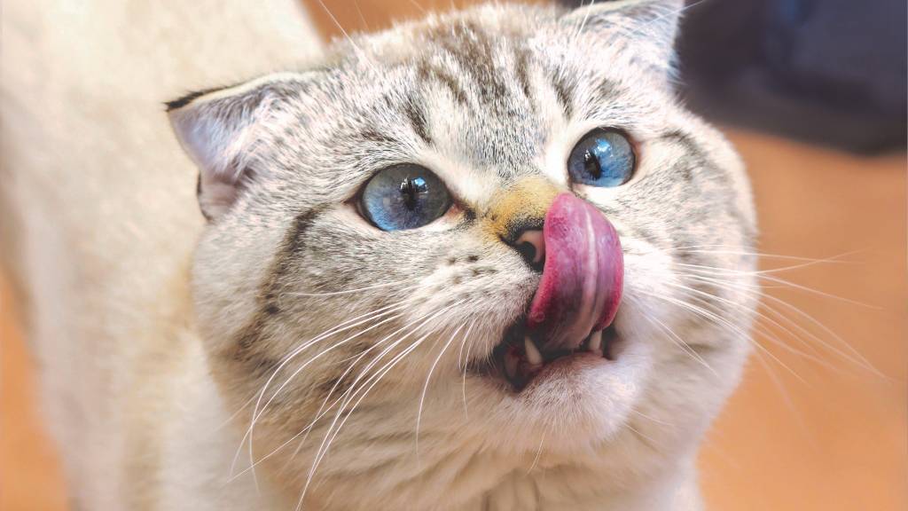 cat licking lips after bite