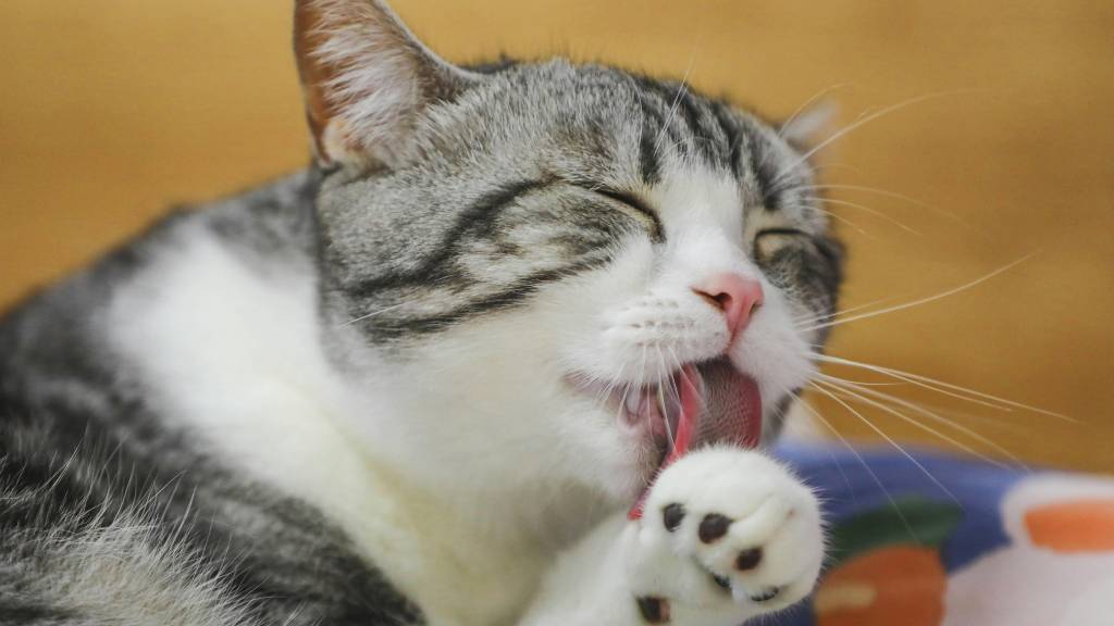 cat licking paw affection