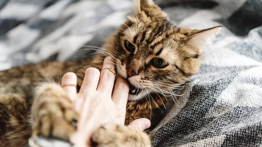 cat playfully biting hand