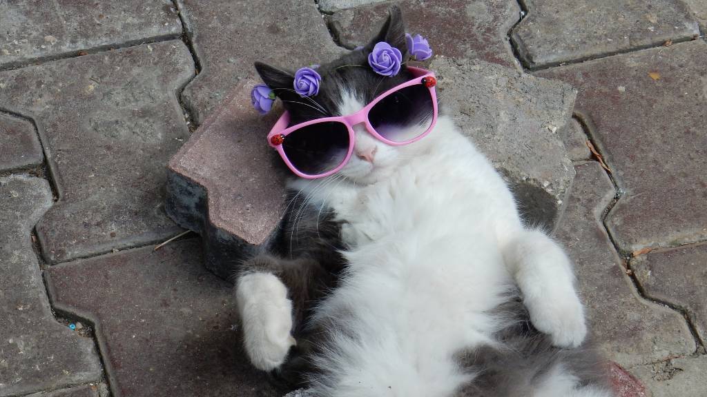 cat relaxing with sunglasses