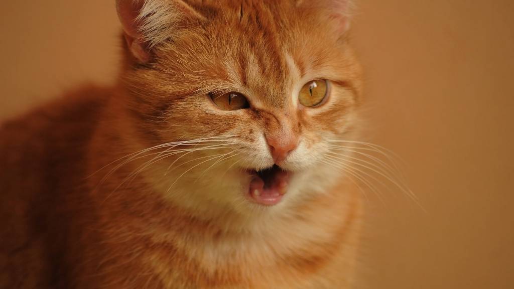 cat showing discomfort