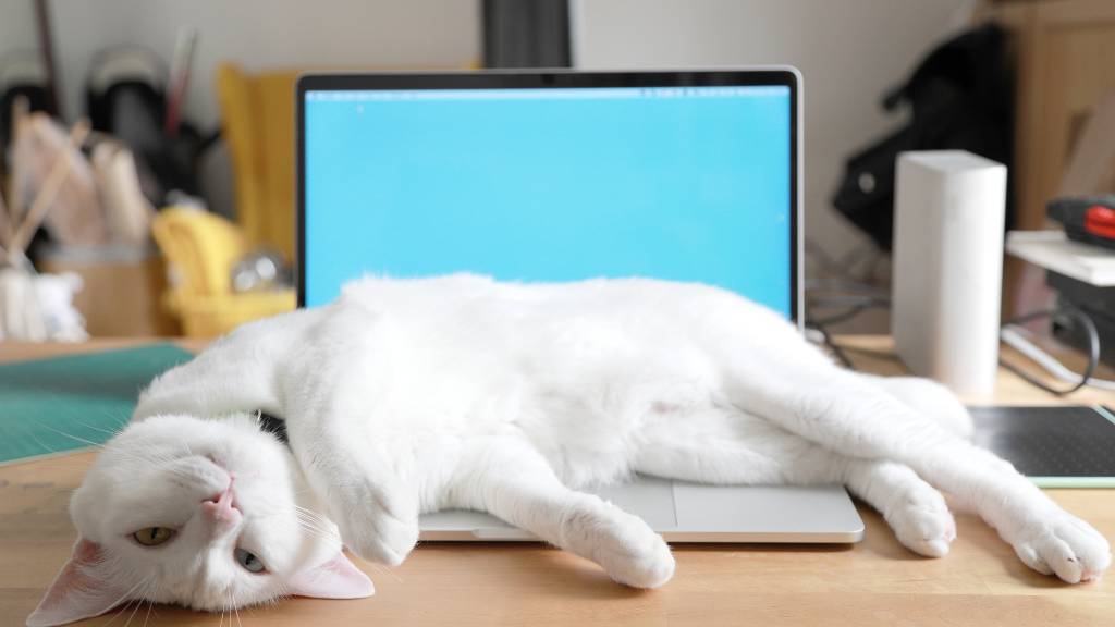 cat sleeping on laptop