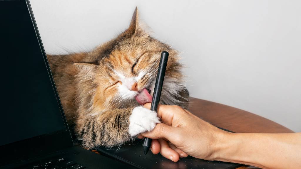 cat sniffing face close