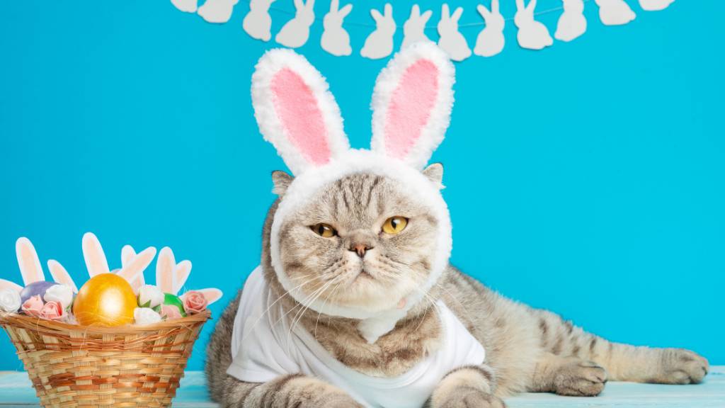 cat with bunny ears
