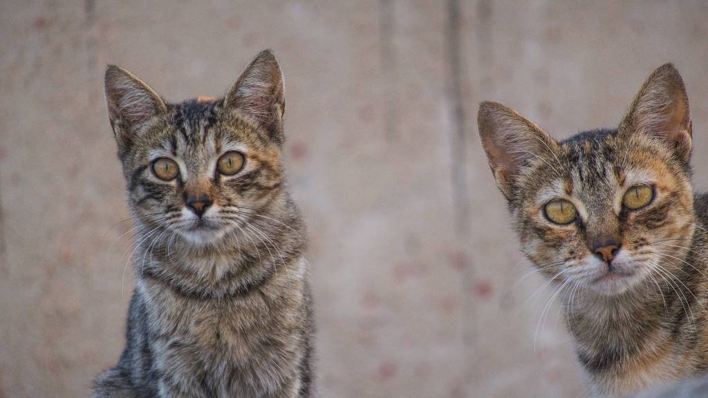 classic twin cat names for tabbies