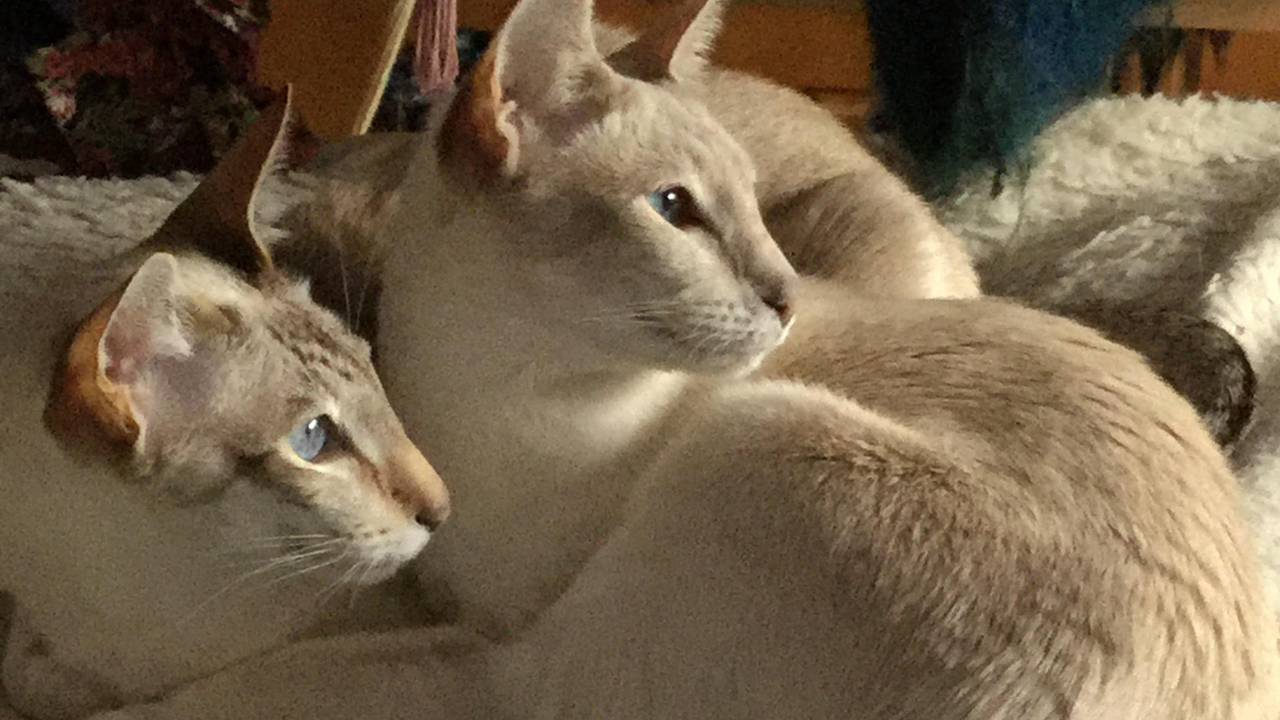 cream twin cats
