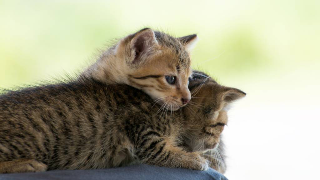 cuddly twin cat names for kittens