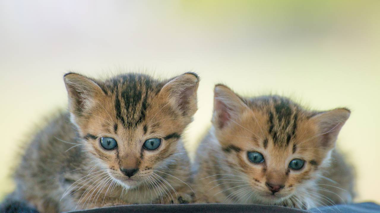 curious twin kittens