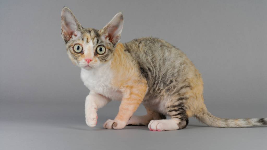 devon rex with tri-color coat
