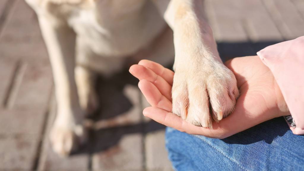 emotional support dog paw