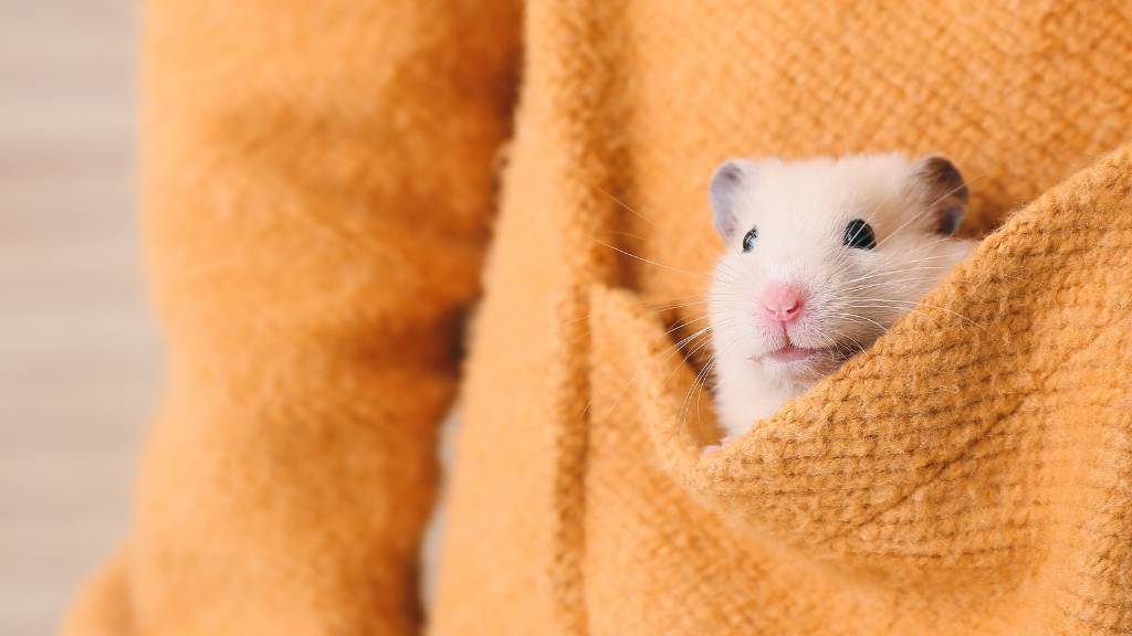 emotional support pocket pet