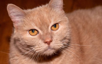 Rare Cat Colors You Might Never Have Known Existed