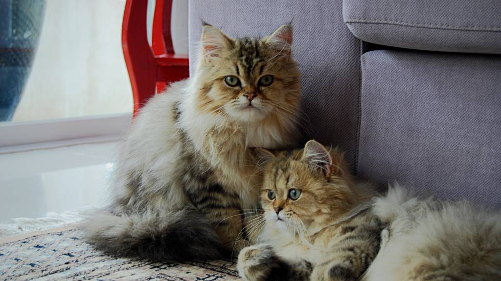 fluffy brown twin cats