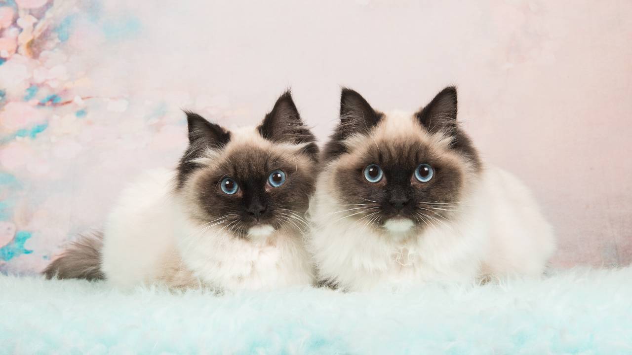 fluffy siamese twin kittens