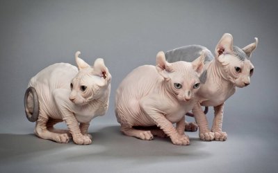 The World’s Funniest and Weirdest Cat Breeds Revealed