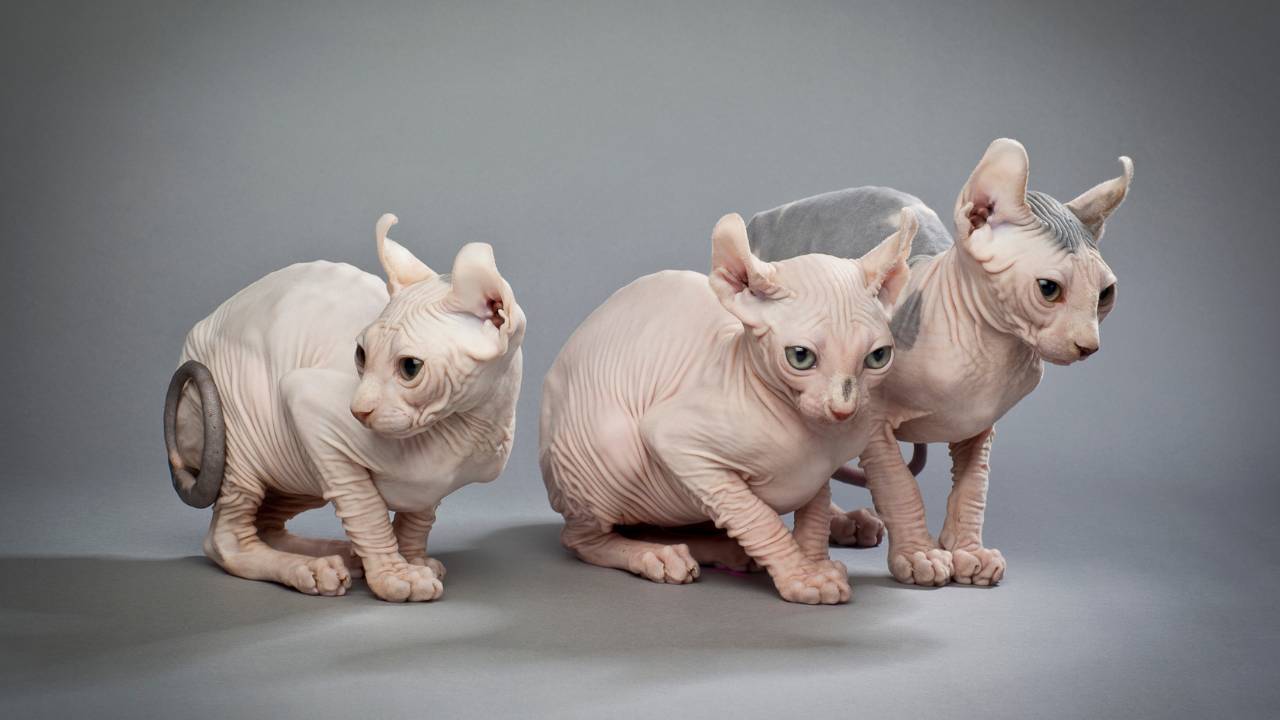 hairless sphynx cats