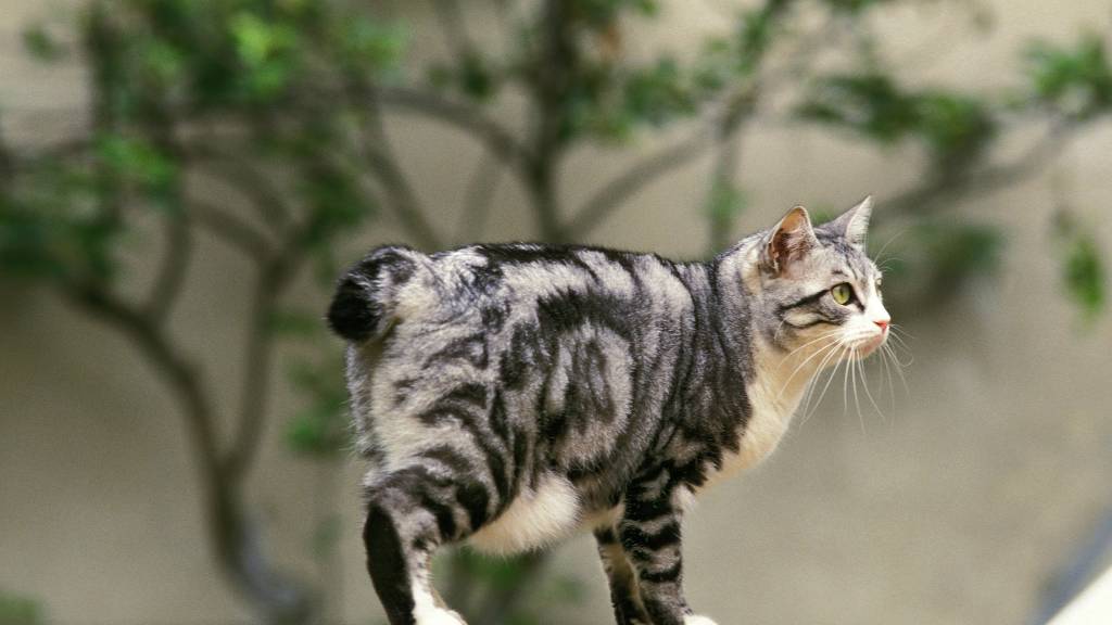 japanese bobtail cat outdoors