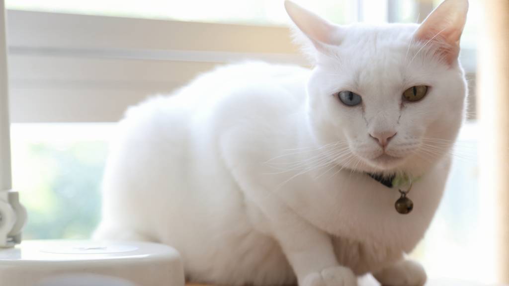 khao manee cat on windowsill