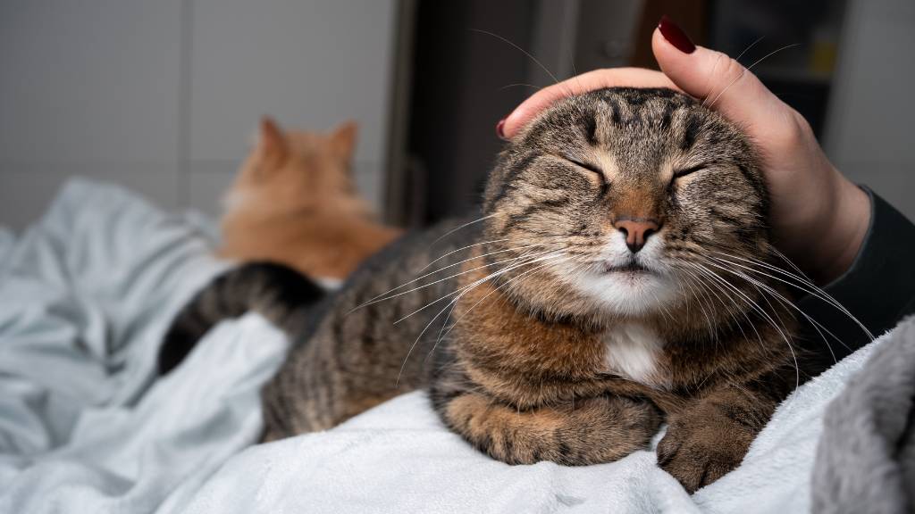 relaxed tabby enjoying head affection