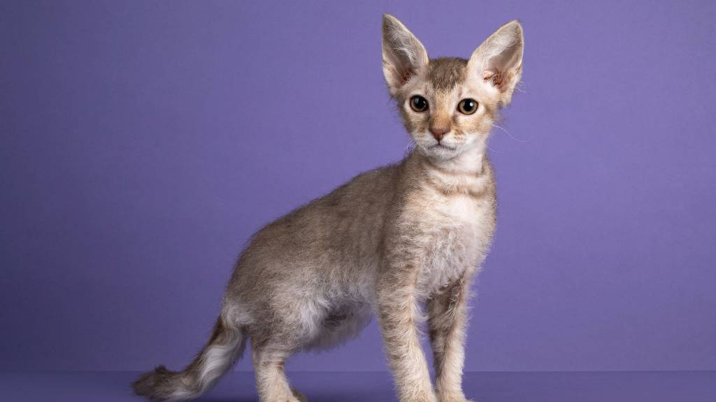 laperm on purple background