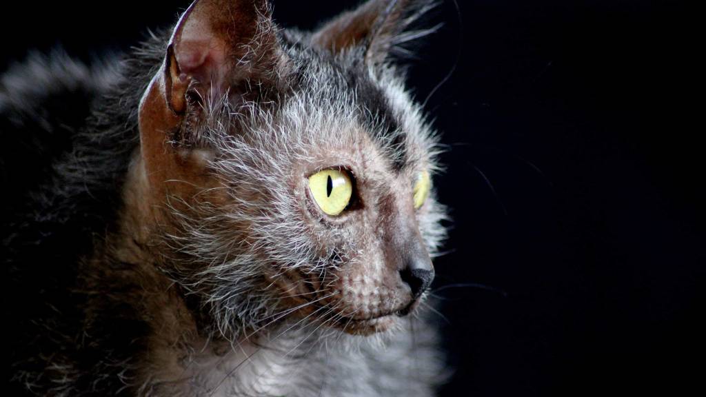 lykoi cat close-up