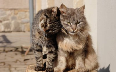 Male vs Female Cat – Finding Your Purr-fect Match