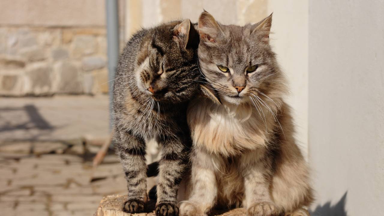 male and female cats cuddling outdoors