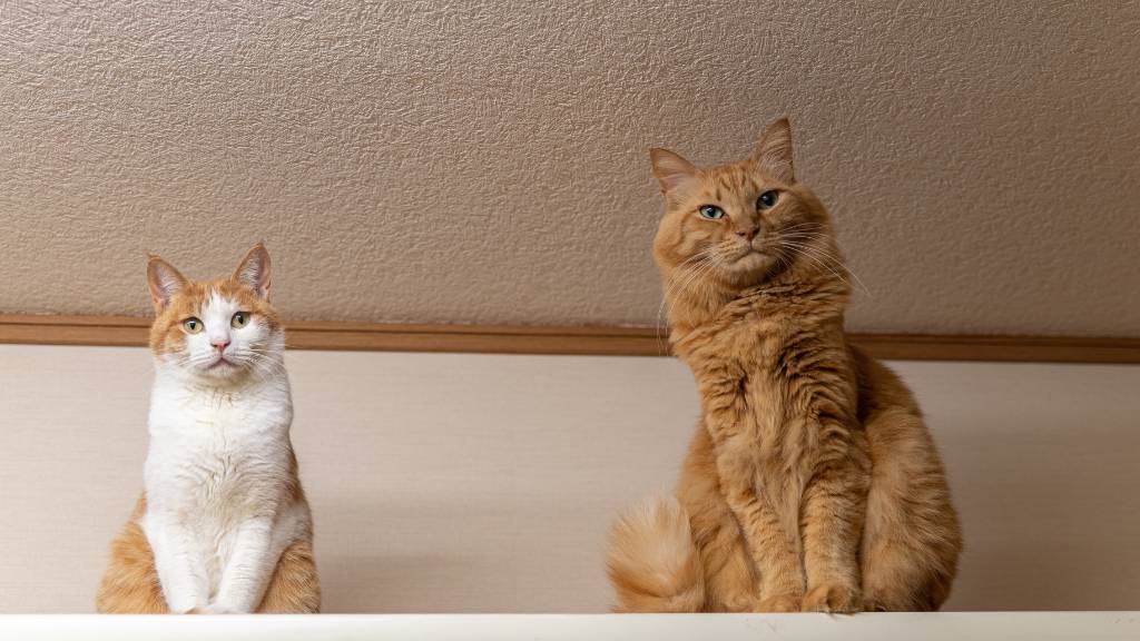 male and female cats sitting side by side