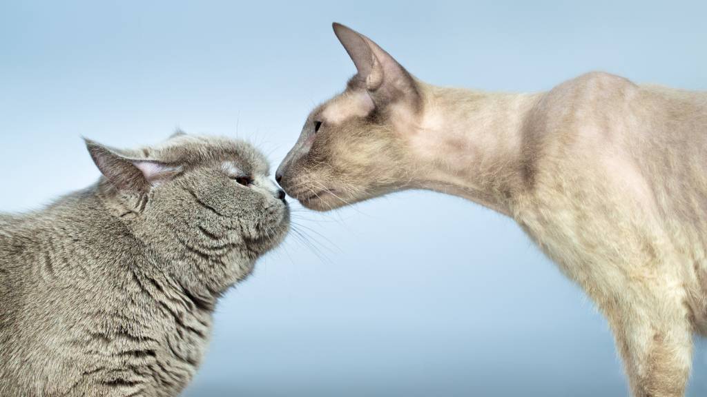 male and female cats touching noses