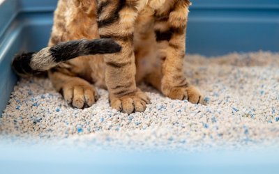 Best Cat Litter for Minimal Tracking