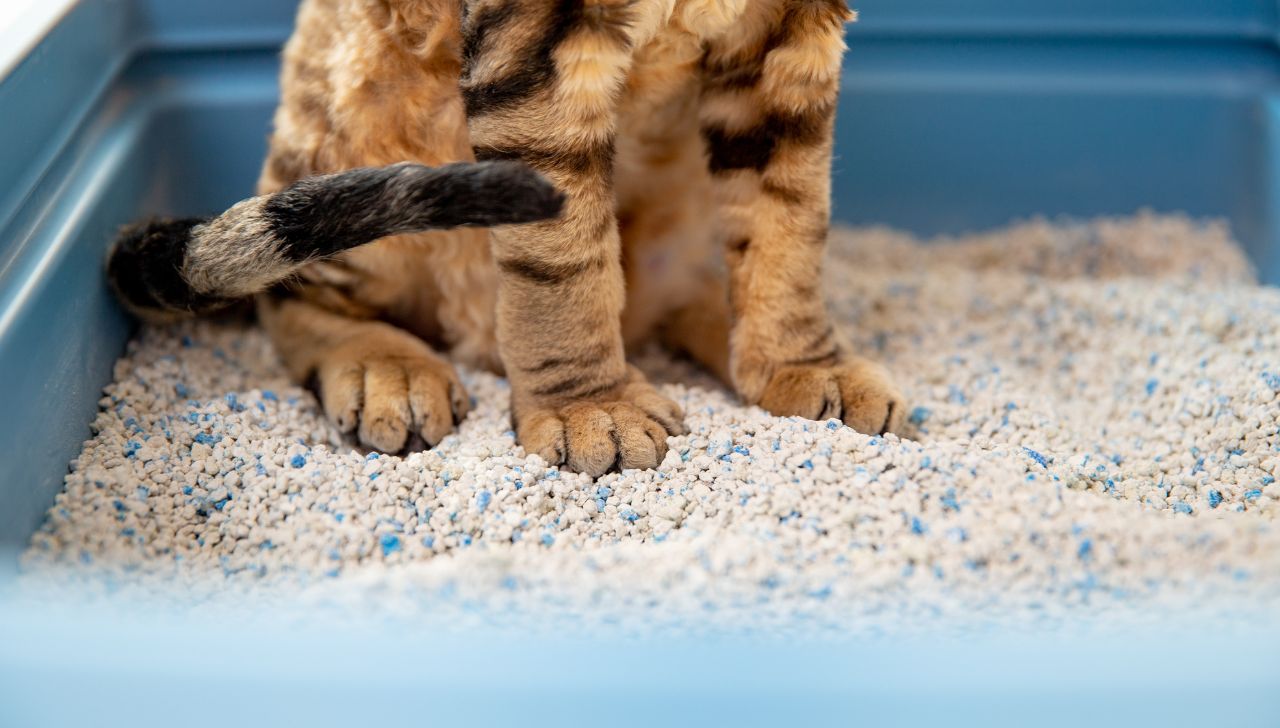 non tracking cat litter