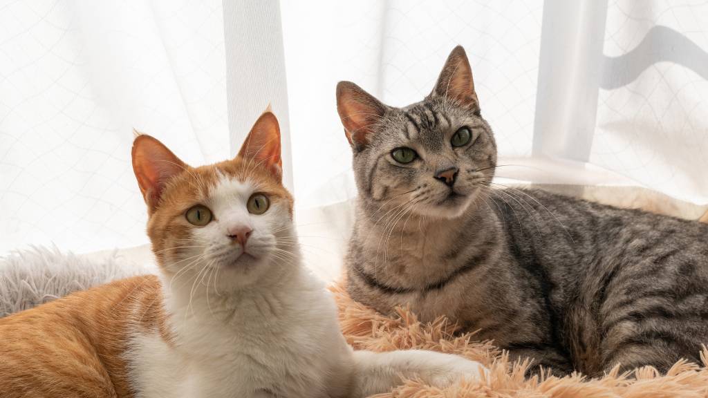twin cat names for orange and gray cats