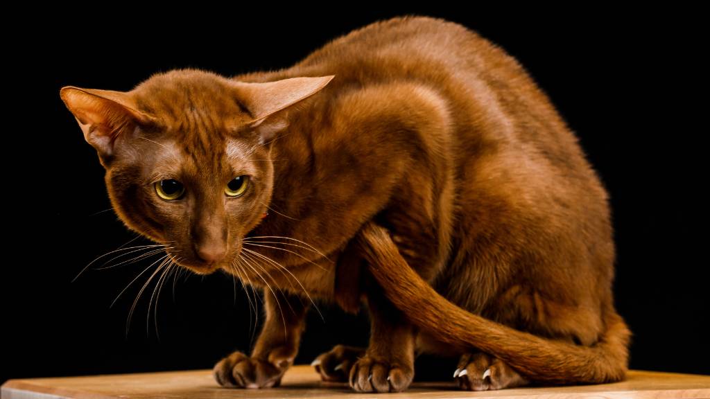 oriental shorthair cat crouching