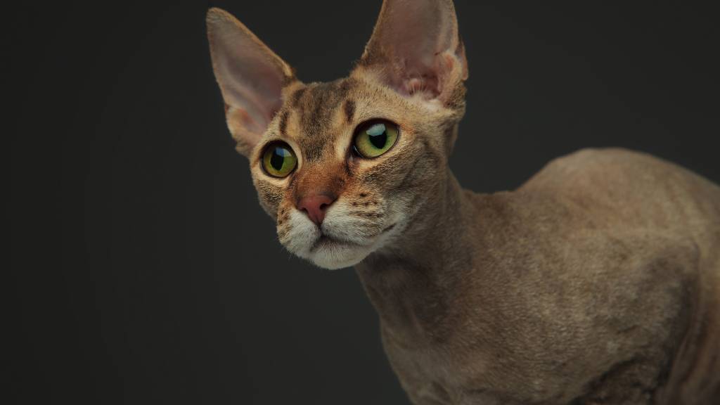 peterbald cat portrait